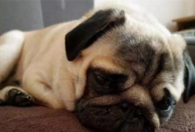 狗狗没精神不吃不喝趴着不动（狗狗是否生病）