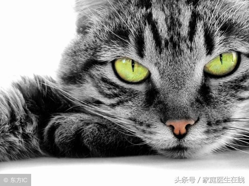 女生养公猫好还是母猫好（详解：跟猫一起睡觉的6大危害）