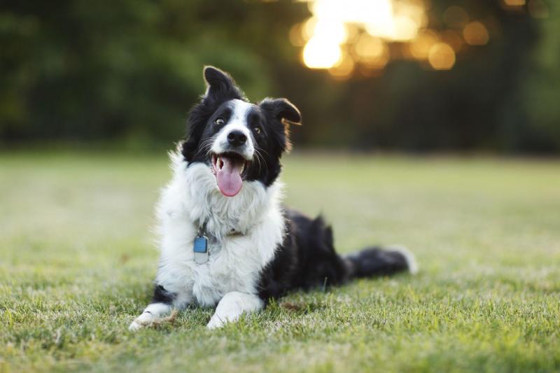 三大无攻击性犬类