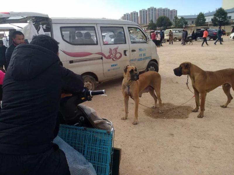 大丹犬价格多少钱一只（详解：金丹狗是什么犬种）