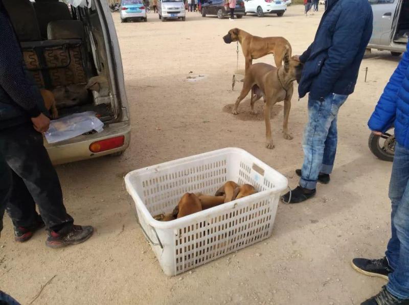 大丹犬价格多少钱一只（详解：金丹狗是什么犬种）