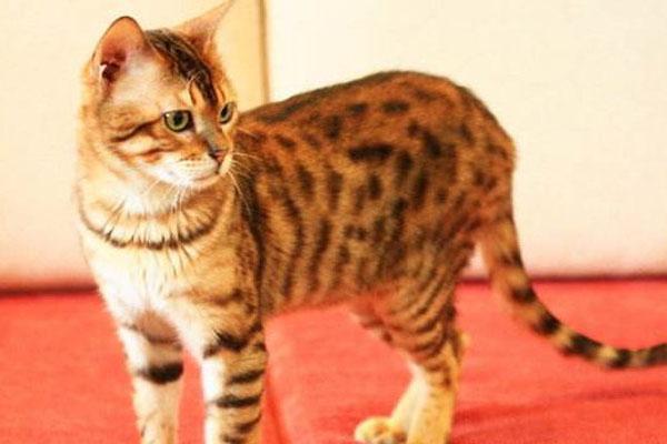 孟加拉豹猫国内能养吗（附：孟加拉豹猫多少人民币一只）