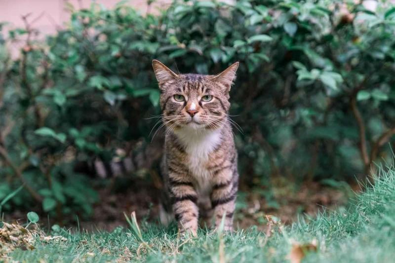 狸花猫在风水上的说法（附：中国狸花猫多少钱一只）