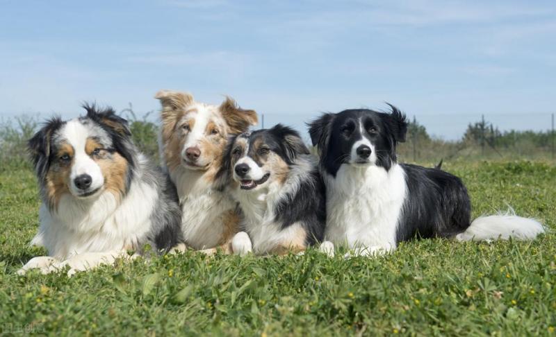 十大牧羊犬排行榜图片