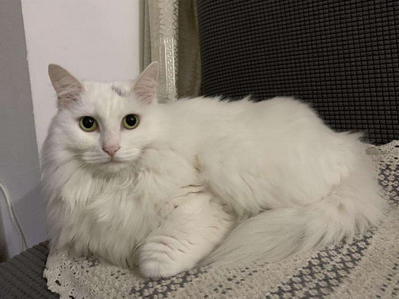 山东狮子猫照片（怎么判断是不是狮子猫）