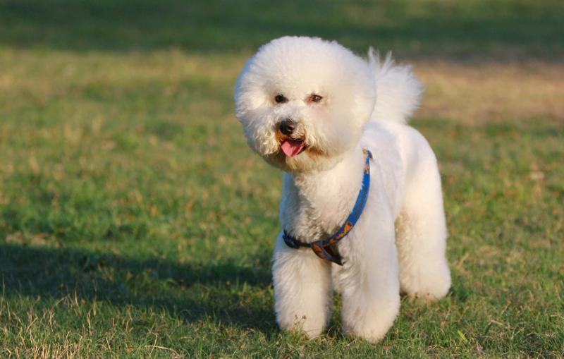 博洛尼亚犬和比熊犬的区别