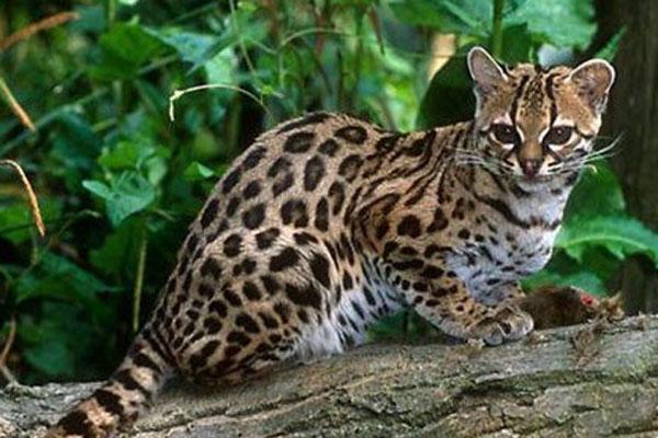 孟加拉豹猫国内能养吗（附：孟加拉豹猫多少人民币一只）