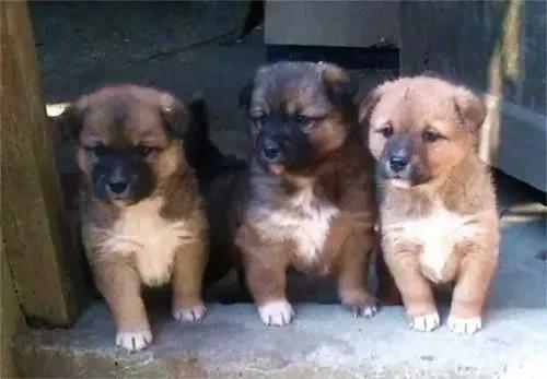 土狗智商相当于几岁（详解：中华田园犬和土狗有什么区别）