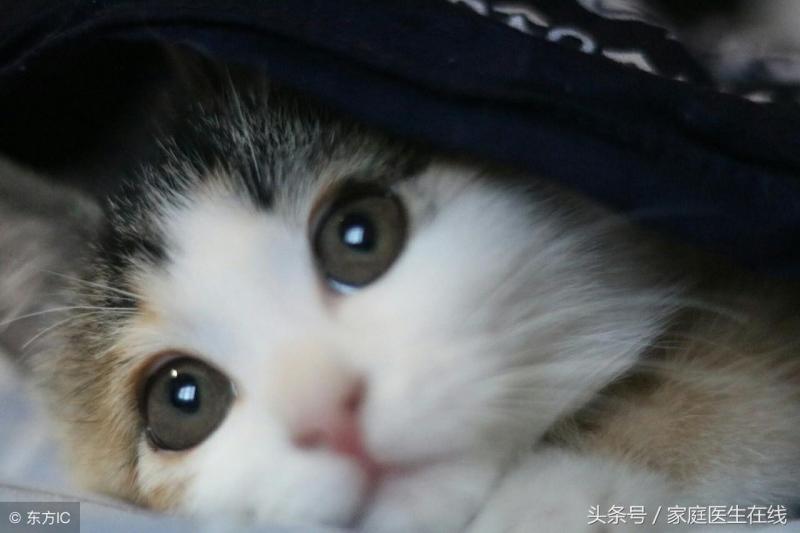 女生养公猫好还是母猫好（详解：跟猫一起睡觉的6大危害）