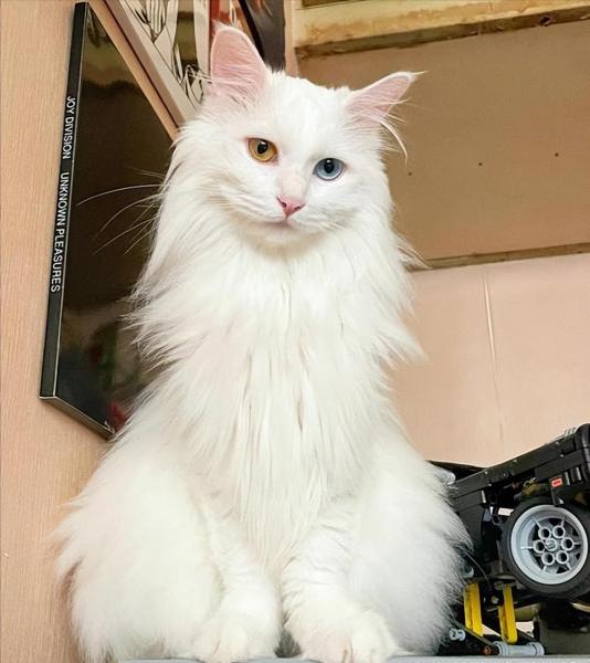 山东狮子猫照片（怎么判断是不是狮子猫）