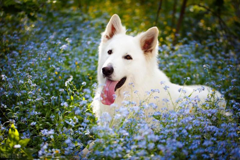 十大牧羊犬排行榜图片（附：牧羊犬名字大全）