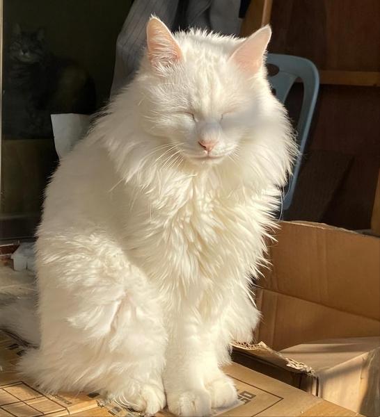 山东狮子猫照片（怎么判断是不是狮子猫）