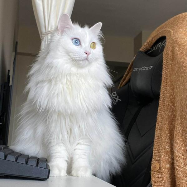 山东狮子猫照片（怎么判断是不是狮子猫）