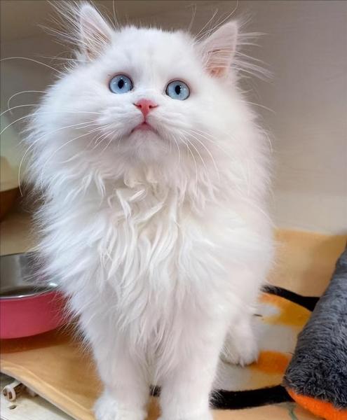 山东狮子猫照片（怎么判断是不是狮子猫）