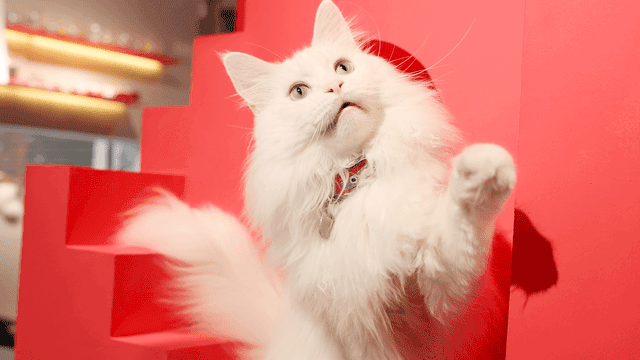 山东狮子猫照片（怎么判断是不是狮子猫）