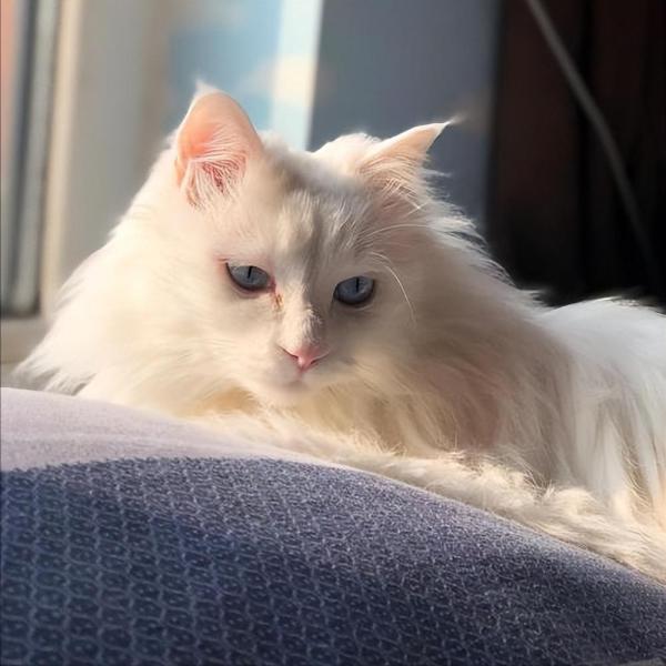 山东狮子猫照片（怎么判断是不是狮子猫）