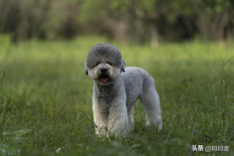 小泰迪最难养的阶段（附：泰迪犬多少钱一只幼崽）