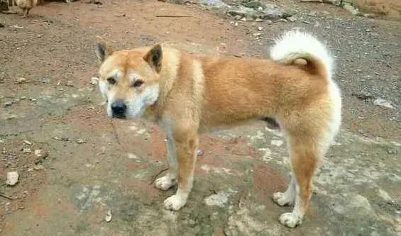 土狗智商相当于几岁（详解：中华田园犬和土狗有什么区别）