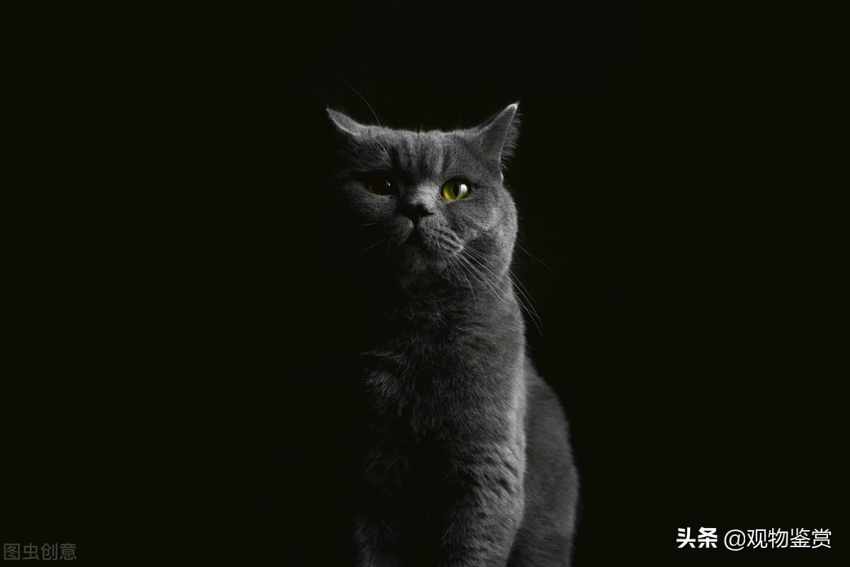 矮脚蓝猫好养吗（附：养矮脚蓝猫的注意事项）