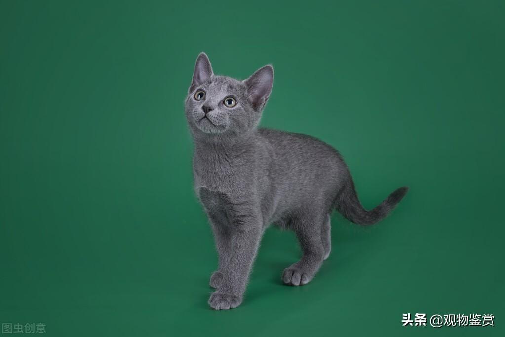 矮脚蓝猫好养吗