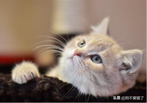 猫一天没喝水怎么办（详解：猫一天不喝水有事吗）