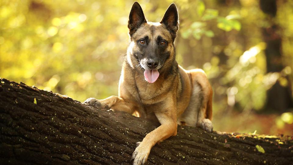 小马犬怎么喂养（附：马犬的正确饲养方法讲解）