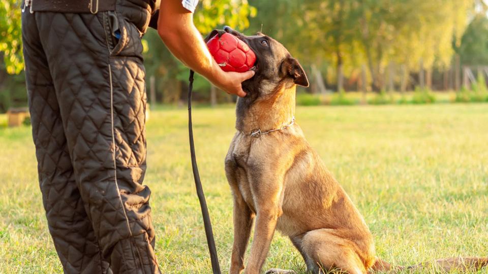 小马犬怎么喂养（附：马犬的正确饲养方法讲解）