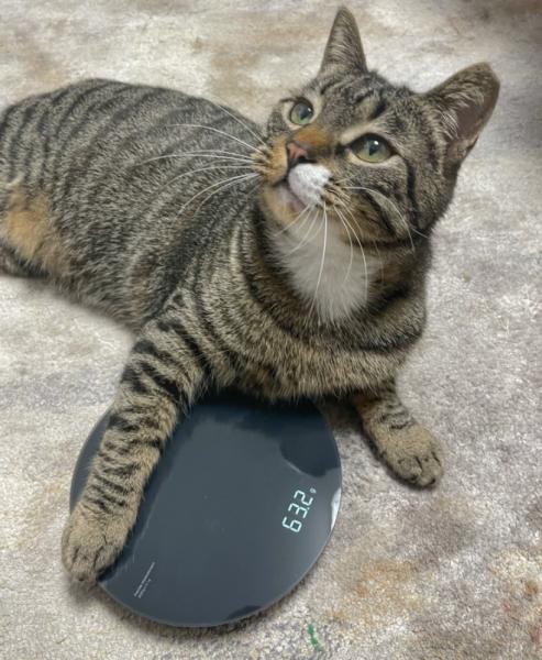 小猫吃什么食物（手把手教你做猫饭食谱）