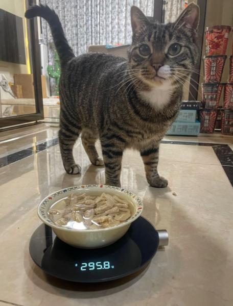 小猫吃什么食物（手把手教你做猫饭食谱）