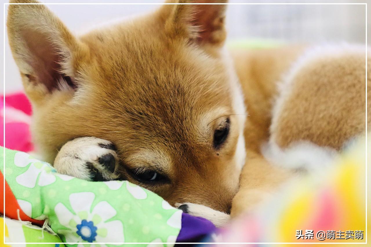 黑柴犬怎么看品相（详解：品相好的柴犬特点）