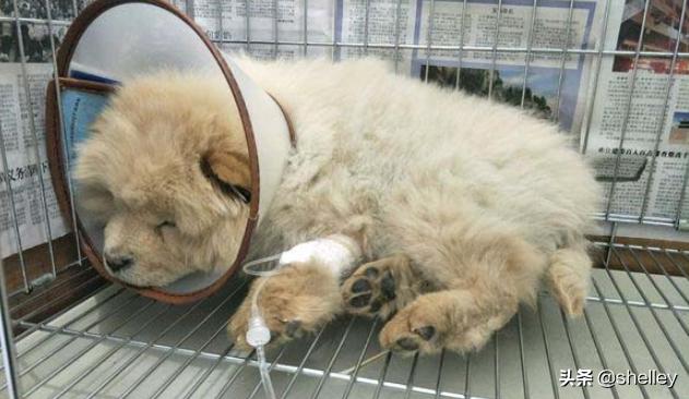 狗得了犬瘟怎么治（治疗犬瘟的土方法）